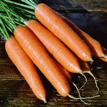 Carrot - Eskimo - Seed Megastore - sku 199 Carrot - Eskimo - Seed Megastore - sku 199
