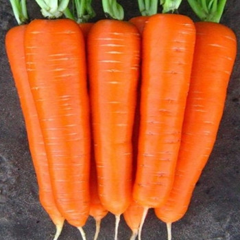 Carrot - Laguna - Seed Megastore - Sku 202
Carrot - Laguna - Seed Megastore - Sku 202