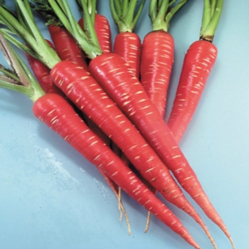 Carrot - Red Samurai - Seed Megastore - Sku 210 Carrot - Red Samurai - Seed Megastore - Sku 210