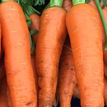 Carrot - Autumn King 2 - Seed Megastore - sku 217  Carrot - Autumn King 2 - Seed Megastore - sku 217