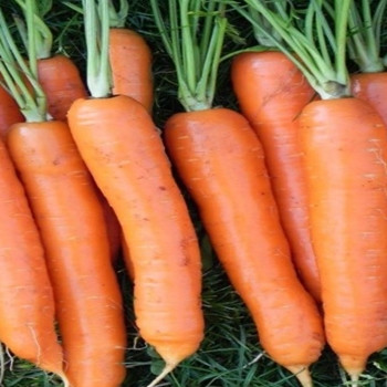 Carrot - Berlicum 2 - Seed Megastore - sku 220 Carrot - Berlicum 2 - Seed Megastore - sku 220