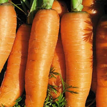 Carrot - Early Nantes 2 - Seed Megastore - sku 223