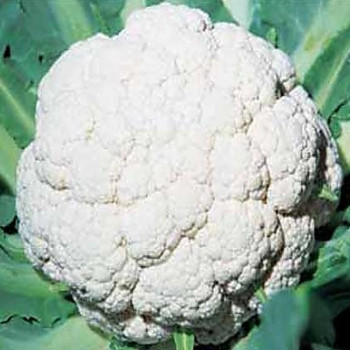 Cauliflower - All The Year Round - Seed Megastore - Sku 237