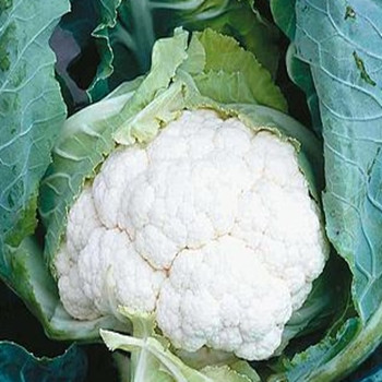 Cauliflower - Clapton - Seed Megastore - Sku 241 Cauliflower - Clapton - Seed Megastore - Sku 241