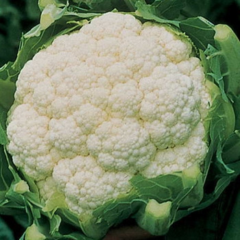 Cauliflower -Amazing - Seed Megastore - Sku 245 Cauliflower -Amazing - Seed Megastore - Sku 245