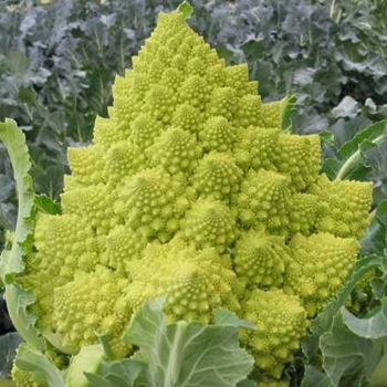 Cauliflower - Navona - Seed Megastore - Sku 249 Cauliflower - Navona - Seed Megastore - Sku 249