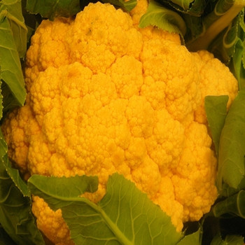 Cauliflower - Sunset - Seed Megastore - Sku 250 Cauliflower - Sunset - Seed Megastore - Sku 250
