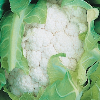 Cauliflower - Cendis - Seed Megastore - Sku 253 Cauliflower - Cendis - Seed Megastore - Sku 253