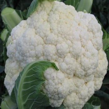 Cauliflower - Bodilis - Seed Megastore - Sku 258 Cauliflower - Bodilis - Seed Megastore - Sku 258