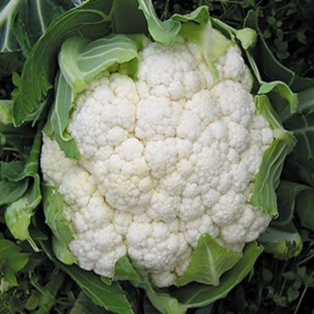 Cauliflower - Boris - Seed Megastore - Sku 259 Cauliflower - Boris - Seed Megastore - Sku 259