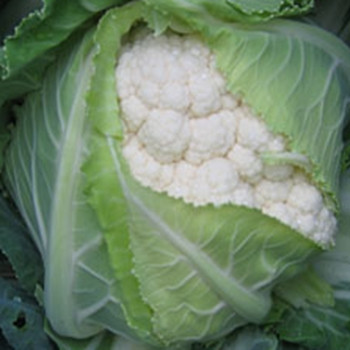 Cauliflower -  Kamis - Seed Megastore - Sku 263 Cauliflower -  Kamis - Seed Megastore - Sku 263