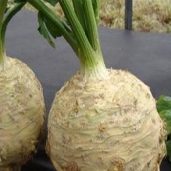 Celeriac - Monet - Seed Megastore - Sku 265 Celeriac - Monet - Seed Megastore - Sku 265