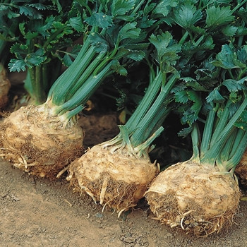 Celeriac - Prinz - Seed Megastore - Sku 266 Celeriac - Prinz - Seed Megastore - Sku 266