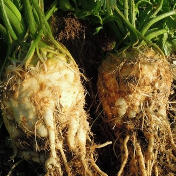 Celeriac - Asterix - Seed Megastore - Sku 267 Celeriac - Asterix - Seed Megastore - Sku 267
