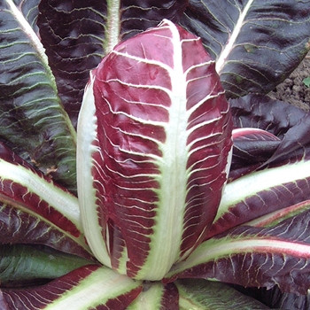 Chicory - Rossa Di Treviso - Seed Megastore - Sku 277 Chicory - Rossa Di Treviso - Seed Megastore - Sku 277