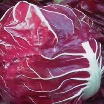 Chicory - Rossa Di Verona - Seed Megastore - Sku 278 Chicory - Rossa Di Verona - Seed Megastore - Sku 278