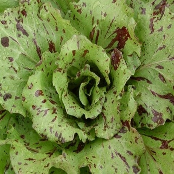 Chicory -Variegata Di Castelfranco - Seed Megastore - Sku 279 Chicory -Variegata Di Castelfranco - Seed Megastore - Sku 279