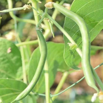 Bulk 1000 Seeds Climbing French Bean Cobra Vegetable