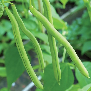 Climbing French Bean - Cobra Climbing French Bean - Cobra