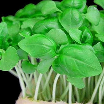 Cress - Plain or Common - Seed Megastore - sku 294 Cress - Plain or Common - Seed Megastore - sku 294