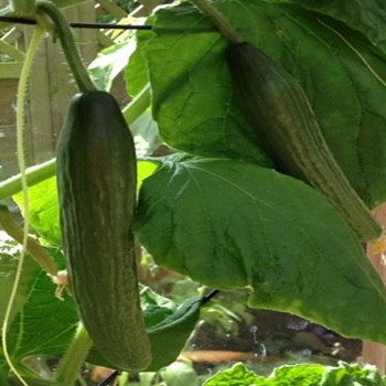 Cucumber - F1 Femspot - Seed Megastore - sku 299 Cucumber - F1 Femspot - Seed Megastore - sku 299