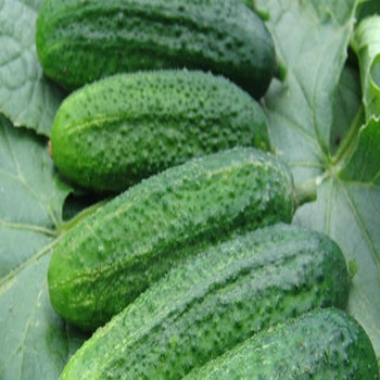 Cucumber - F1 Partner (Gherkin) - Seed Megastore - sku 300 Cucumber - F1 Partner (Gherkin) - Seed Megastore - sku 300