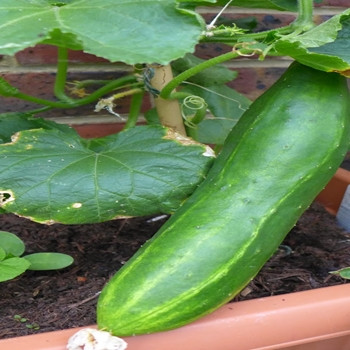 Cucumber - F1 La Diva - Seed megastore - sku 301