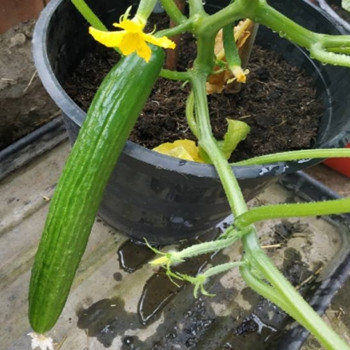 Cucumber - F1 Louisa - Seed Megastore - sku 302 Cucumber - F1 Louisa - Seed Megastore - sku 302