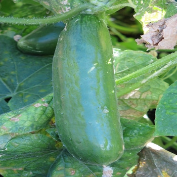 Cucumber - Perfection - Seed Megastore - sku 305 Cucumber - Perfection - Seed Megastore - sku 305