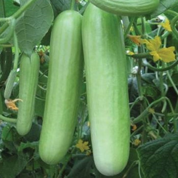 Cucumber - F1 Delistar - Seed Megastore - sku 310 Cucumber - F1 Delistar - Seed Megastore - sku 310