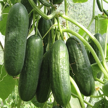Cucumber - F1 Pony - Seed Megastore - sku 312 Cucumber - F1 Pony - Seed Megastore - sku 312