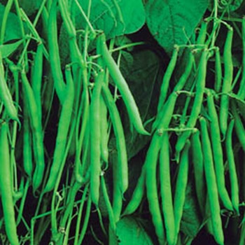Dwarf French Bean - Montano - Seed Megastore - sku 323 Dwarf French Bean - Montano - Seed Megastore - sku 323