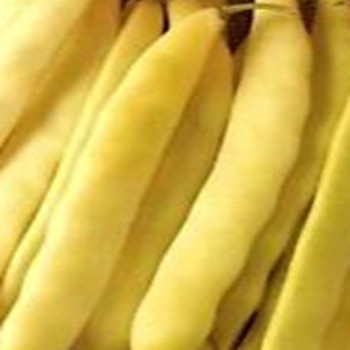 Dwarf French Bean - Capitano - Seed Megastore - sku 328 Dwarf French Bean - Capitano - Seed Megastore - sku 328