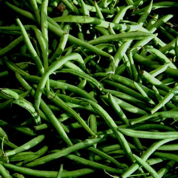 Dwarf French Bean - Martini - Seed Megastore - sku 331 Dwarf French Bean - Martini - Seed Megastore - sku 331
