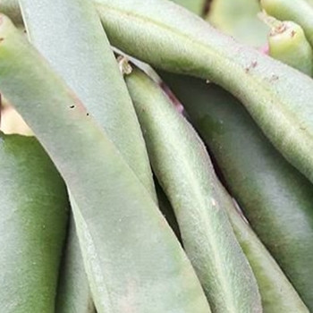 Dwarf French Bean - Tendergreen - sku 337 Dwarf French Bean - Tendergreen - sku 337