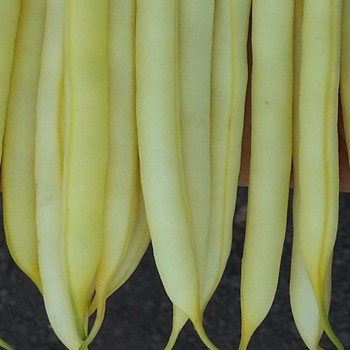 Dwarf French Bean - Wax Bean Dior - Seed megastore - sku 339
