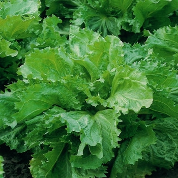 Endive - Encornet De Bordeaux - Seed Megastore - sku 343 Endive - Encornet De Bordeaux - Seed Megastore - sku 343