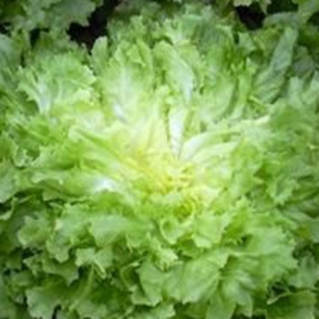 Endive - Kokyta (split pills) - Seed Megastore - sku 345 Endive - Kokyta (split pills) - Seed Megastore - sku 345