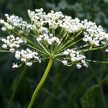 Herb - Anise - Seed Megastore - sku 357 Herb - Anise - Seed Megastore - sku 357