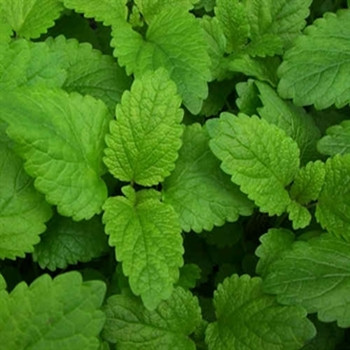 Herb - Balm Lemon - Seed Megastore - sku 359 Herb - Balm Lemon - Seed Megastore - sku 359