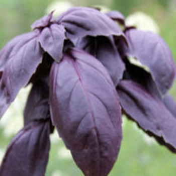 Herb - Basil Red - Seed Megastore - sku 363 Herb - Basil Red - Seed Megastore - sku 363