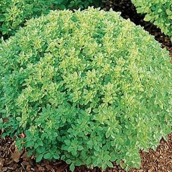 Herb - Basil - Fine Minette - Seed Megastore - sku 366 Herb - Basil - Fine Minette - Seed Megastore - sku 366