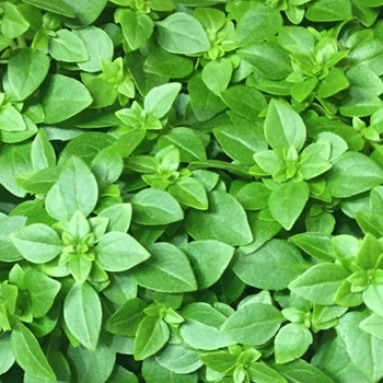 Herb - Basil Greek - Seed Megastore - sku 367 Herb - Basil Greek - Seed Megastore - sku 367