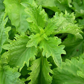 Herb - Basil Green Ruffles - Seed Megastore - Sku 369 Herb - Basil Green Ruffles - Seed Megastore - Sku 369
