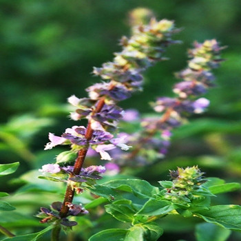 Herb - Basil Holy - Seed Megastore - sku 370 Herb - Basil Holy - Seed Megastore - sku 370