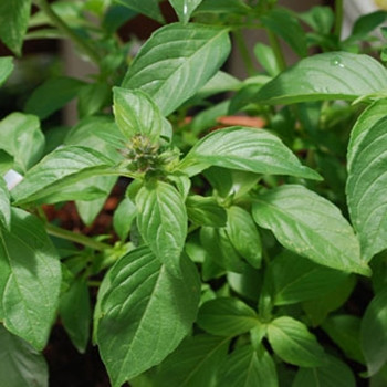 Herb - Basil Lime - Seed Megastore - sku 374 Herb - Basil Lime - Seed Megastore - sku 374