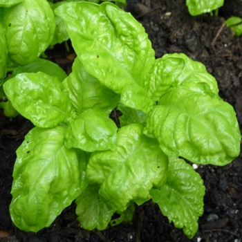 Herb - Basil Neopolitana - Seed Megastore - sku 375 Herb - Basil Neopolitana - Seed Megastore - sku 375