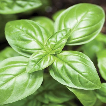 Herb - Basil Sweet (Genovese) - Seed Megastore - sku 381 Herb - Basil Sweet (Genovese) - Seed Megastore - sku 381