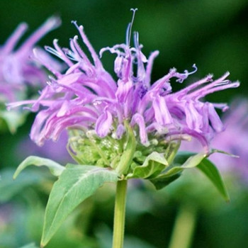 Herb - Bergamot Wild - Seed Megastore - sku 384