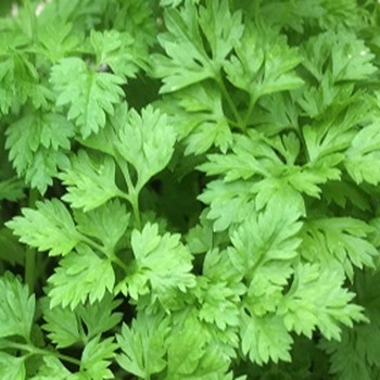 Herb - Chervil Curled - Seed Megastore - sku 392 Herb - Chervil Curled - Seed Megastore - sku 392